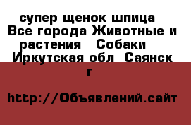 супер щенок шпица - Все города Животные и растения » Собаки   . Иркутская обл.,Саянск г.